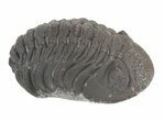 Morocops Trilobite Fossil - Rock Removed #55856-1